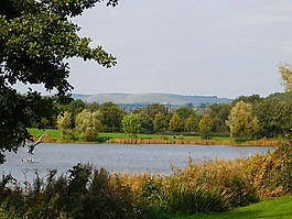 公園,池,景觀
