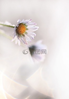 madelief,黛西,花卉