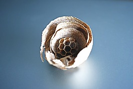 黃蜂,巢,紙
