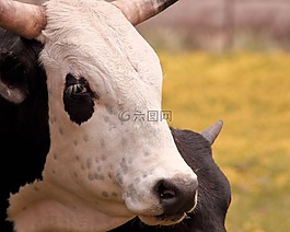 牛,小牛,放牧