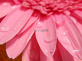 非洲菊,粉紅色,花