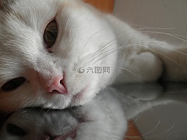 貓,貓臉,katzenkopf