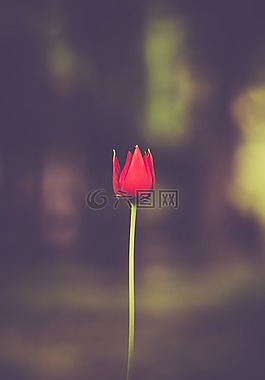 鮮花,自然,花