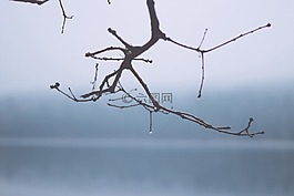 枝杈,树枝,树