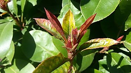 春,植物,萌芽