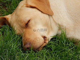 狗,睡覺,草