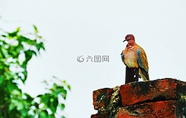 鴿子,鳥,翼