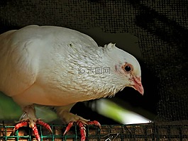 鴿子,鳥,翅膀