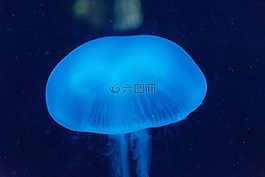 海,水母,水族館