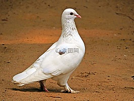 鴿子,鳥,翅膀