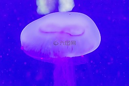 海,水母,水族館