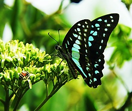 蝴蝶,花,飛行