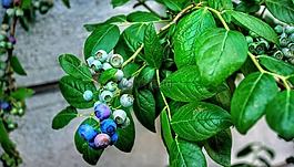 水果,藍(lán)莓,植物