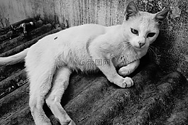 加,貓科動物,動物