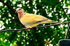 鴿子,鳥(niǎo),和平