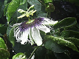 激情花,花,西番蓮