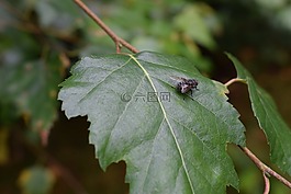 飛,bug,綠色