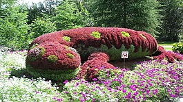 蝾螈,花园,植物