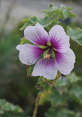 ibiscus酒店,花,植物区系