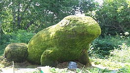 青蛙,花園,植物