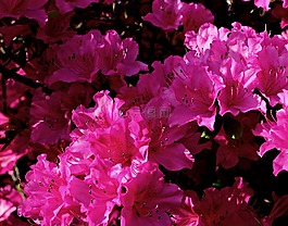 杜鵑,花,紅色