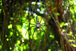 蜘蛛,web,蜘蛛网