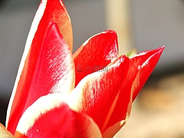 郁金香,花,春天
