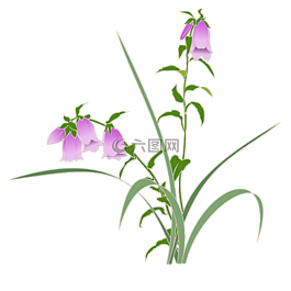 螢火蟲(chóng)項(xiàng)目,野生草,紫色的花
