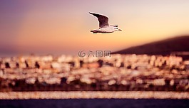 海鷗,海,鷗