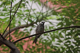 鳥,樹,枝杈