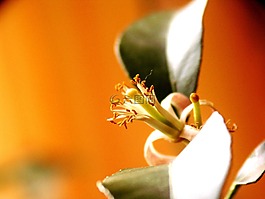 檸檬,樹(shù),柑橘類水果