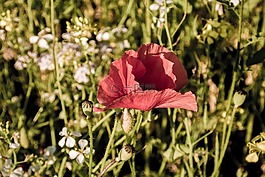 klatschmohn,廠,花