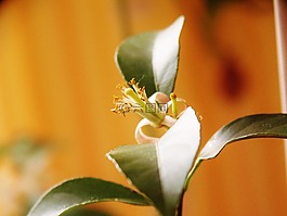 檸檬,樹(shù),柑橘類水果