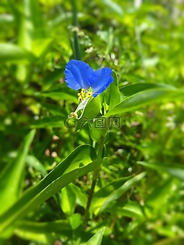 鴨跖草,鮮花,藍色
