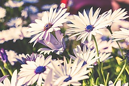 鮮花,自然,花