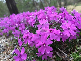 鮮花,春天的花朵,植物