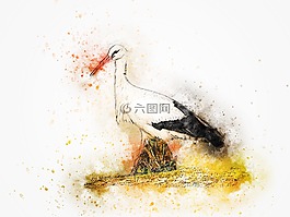 鸛,鳥,藝術(shù)