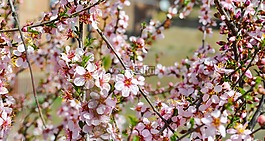 樱花,花,樱桃