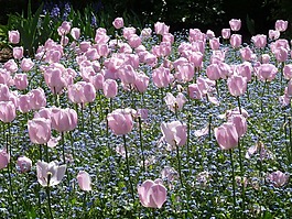 郁金香,園藝,花園