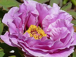 花園,回來了 peones,園藝