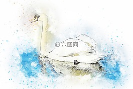 天鵝,水,鳥