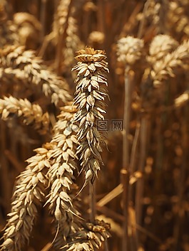 小麥,穗,谷物