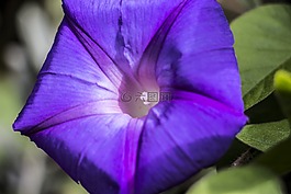 花,藍(lán)色,自然