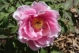 花園,回來了 peones,園藝