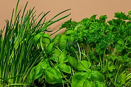 廚師,草藥,烹飪草藥
