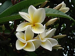姜黃色百合花,花,素馨花