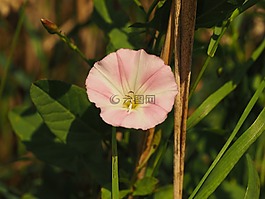 旋花,花,開花
