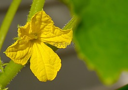 黃瓜,鮮花,黃色