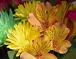 alstroemeria,秘魯百合,菊花