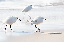 白,鳥,動(dòng)物